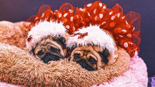 WKC Trending Image: Not just Spot: Decoding Westminster show dogs' fancy, fanciful names